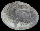 Dactylioceras Ammonite Fossil - England #52654-1